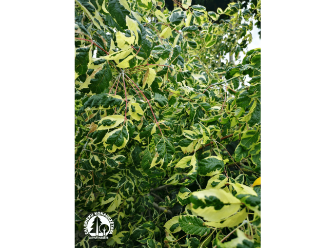 Acer negundo   'Aureovariegatum'